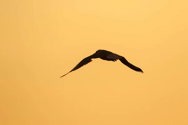 Silhouetten Von Möwen Die Über Dem Sonnenuntergang Fliegen Mit Einem — Stockfoto