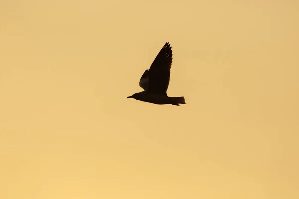 Silhouetten Von Möwen Die Über Dem Sonnenuntergang Fliegen Mit Einem — Stockfoto