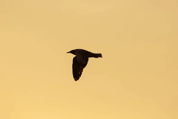 Silhouettes Seagulls Flying Sunset Beautiful Orange Background — Stock Photo, Image