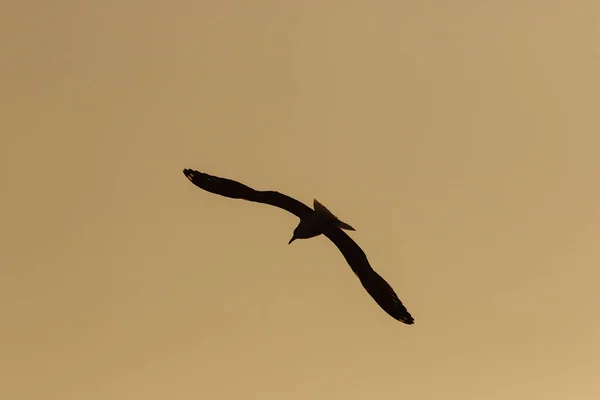 Silhouettes Seagulls Flying Sunset Beautiful Orange Background — Stock Photo, Image