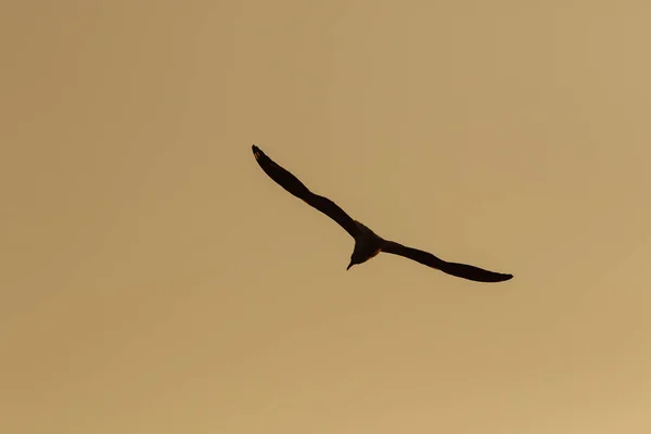 Silhuetas Gaivotas Voando Acima Pôr Sol Com Belo Fundo Laranja — Fotografia de Stock