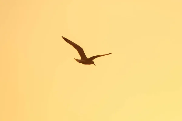 Silhuetas Gaivotas Voando Acima Pôr Sol Com Belo Fundo Laranja — Fotografia de Stock