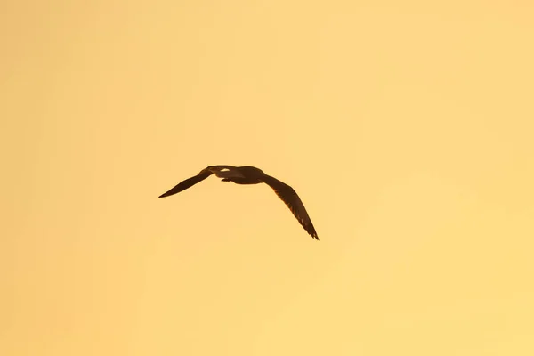 Silhuetas Gaivotas Voando Acima Pôr Sol Com Belo Fundo Laranja — Fotografia de Stock