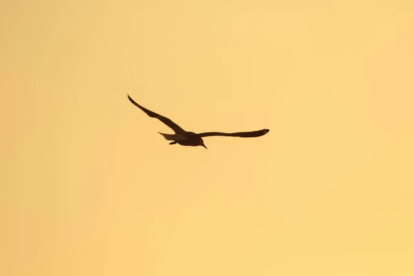 Σιλουέτες Από Γλάρους Που Πετούν Πάνω Από Ηλιοβασίλεμα Ένα Όμορφο — Φωτογραφία Αρχείου