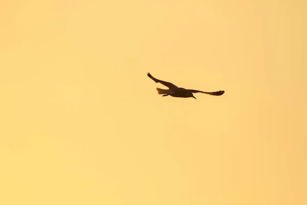 Silhuetas Gaivotas Voando Acima Pôr Sol Com Belo Fundo Laranja — Fotografia de Stock