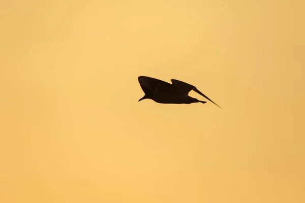 Silhuetas Gaivotas Voando Acima Pôr Sol Com Belo Fundo Laranja — Fotografia de Stock