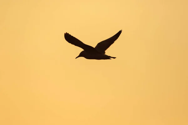 Silhuetas Gaivotas Voando Acima Pôr Sol Com Belo Fundo Laranja — Fotografia de Stock