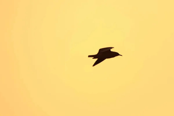 Silhouettes Seagulls Flying Sunset Beautiful Orange Background — Stock Photo, Image