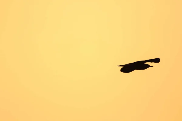 Silhouettes Seagulls Flying Sunset Beautiful Orange Background — Stock Photo, Image