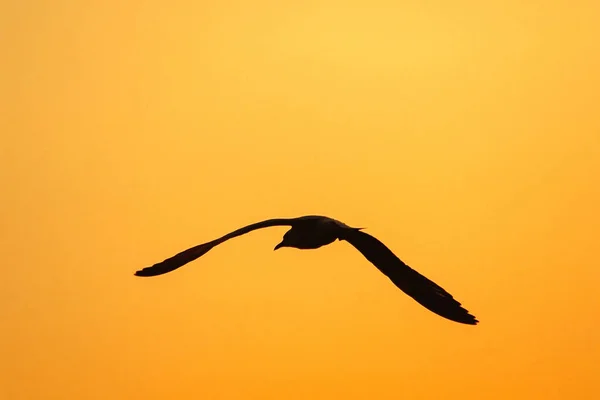 Silhuetter Måsar Som Flyger Ovanför Solnedgången Med Vacker Orange Bakgrund — Stockfoto