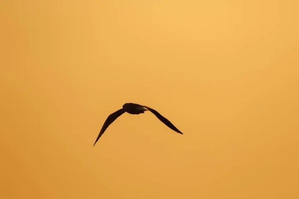 夕日の上を飛ぶカモメのシルエット 美しいオレンジの背景を持つ — ストック写真