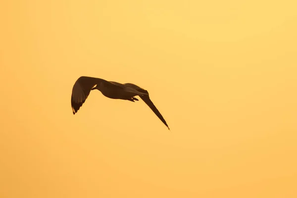 Silhouetten Von Möwen Die Über Dem Sonnenuntergang Fliegen Mit Einem — Stockfoto