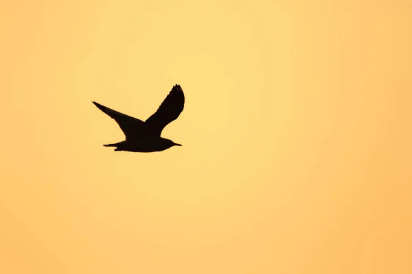 Silhouettes Seagulls Flying Sunset Beautiful Orange Background — Stock Photo, Image