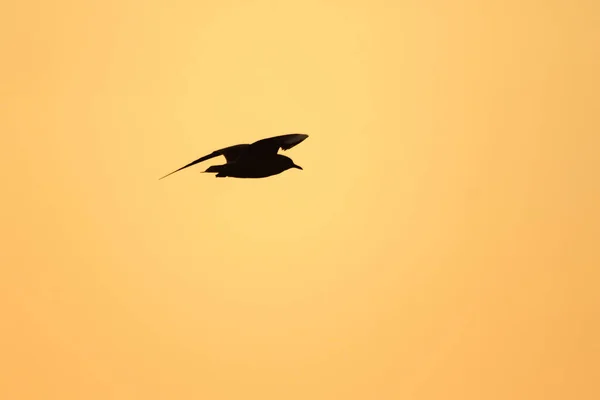Sirályok Sziluettjei Röpködnek Naplemente Felett Egy Gyönyörű Narancs Háttér — Stock Fotó
