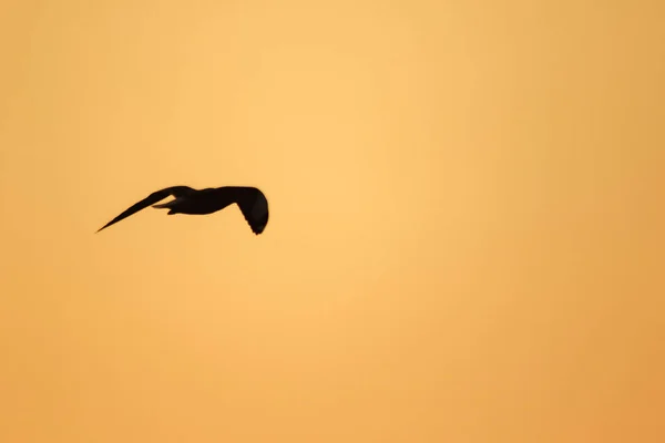 Silhuetas Gaivotas Voando Acima Pôr Sol Com Belo Fundo Laranja — Fotografia de Stock