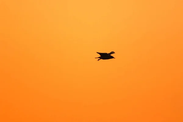 Silhouette Gabbiani Che Volano Sopra Tramonto Con Bellissimo Sfondo Arancione — Foto Stock
