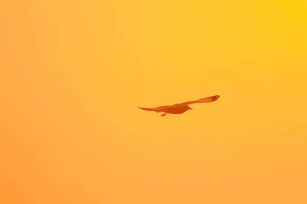 Silhouettes Mouettes Volant Dessus Coucher Soleil Avec Beau Fond Orange — Photo