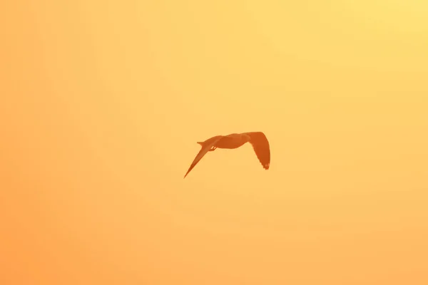 落日下飞翔的海鸥的轮廓 有漂亮的橙色背景 — 图库照片