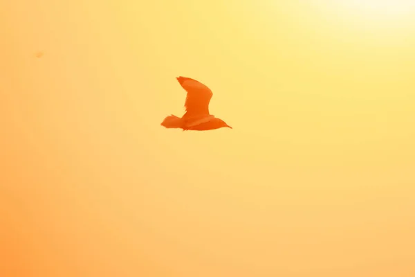 Silhouettes Seagulls Flying Sunset Beautiful Orange Background — Stock Photo, Image