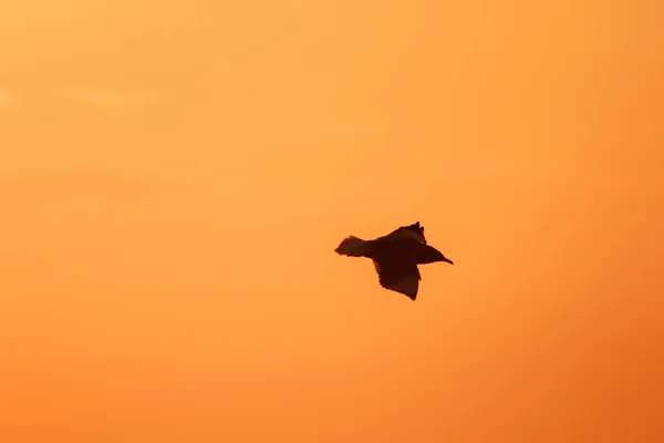 Siluetas Gaviotas Volando Por Encima Del Atardecer Con Hermoso Fondo — Foto de Stock