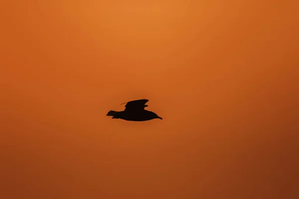 Silhouetten Von Möwen Die Über Dem Sonnenuntergang Fliegen Mit Einem — Stockfoto