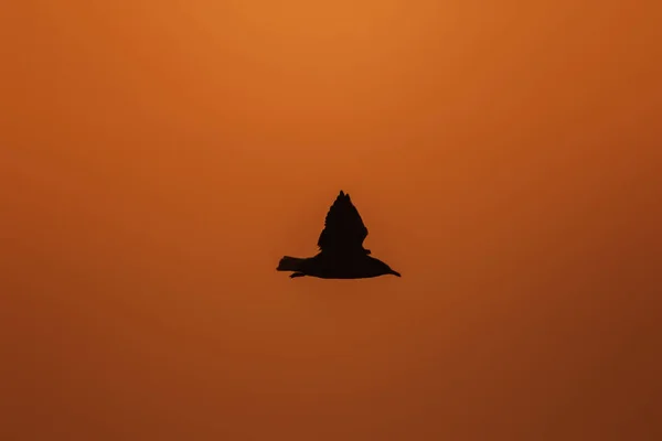 落日下飞翔的海鸥的轮廓 有漂亮的橙色背景 — 图库照片