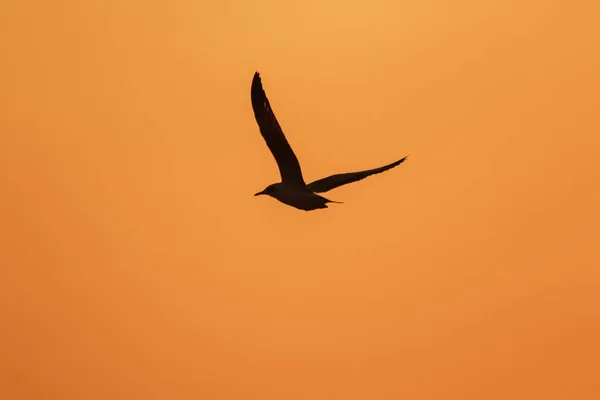 Silhuetas Gaivotas Voando Acima Pôr Sol Com Belo Fundo Laranja — Fotografia de Stock