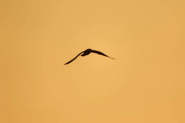 Silhouetten Von Möwen Die Über Dem Sonnenuntergang Fliegen Mit Einem — Stockfoto