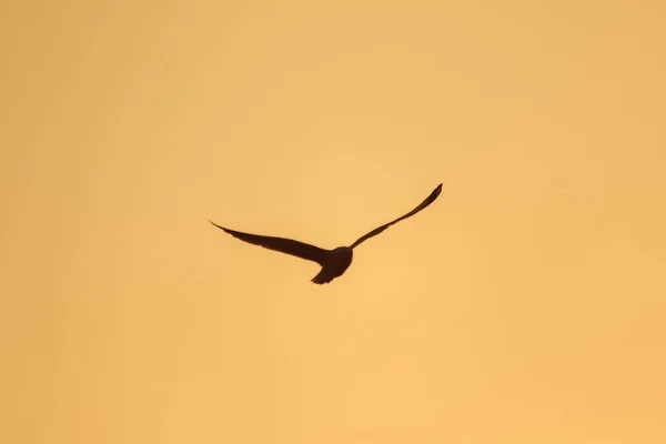 Silhuetas Gaivotas Voando Acima Pôr Sol Com Belo Fundo Laranja — Fotografia de Stock