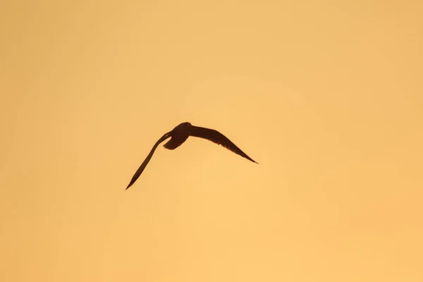 Silhouettes Mouettes Volant Dessus Coucher Soleil Avec Beau Fond Orange — Photo