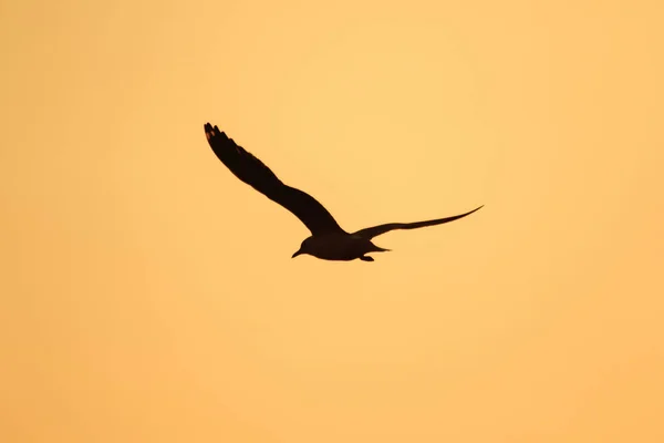 Silhuetas Gaivotas Voando Acima Pôr Sol Com Belo Fundo Laranja — Fotografia de Stock