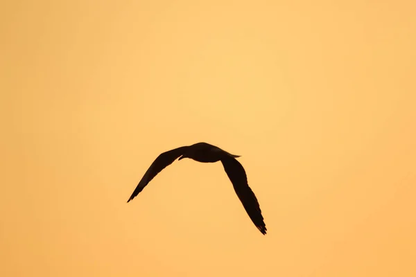 Silhouettes Mouettes Volant Dessus Coucher Soleil Avec Beau Fond Orange — Photo