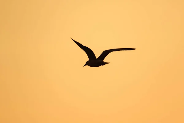 Silhuetas Gaivotas Voando Acima Pôr Sol Com Belo Fundo Laranja — Fotografia de Stock