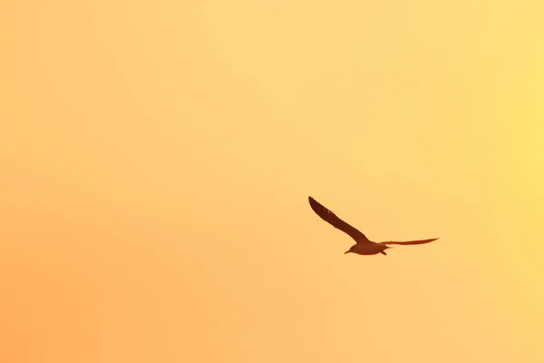 Silhuetter Måger Flyver Solnedgangen Med Smuk Orange Baggrund - Stock-foto