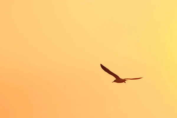 Silhuetas Gaivotas Voando Acima Pôr Sol Com Belo Fundo Laranja — Fotografia de Stock