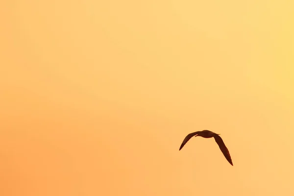 Sirályok Sziluettjei Röpködnek Naplemente Felett Egy Gyönyörű Narancs Háttér — Stock Fotó