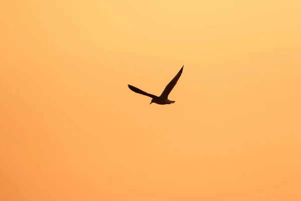 Silhuetter Måsar Som Flyger Ovanför Solnedgången Med Vacker Orange Bakgrund — Stockfoto