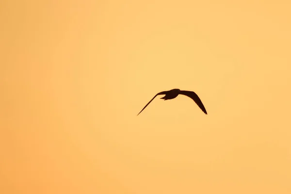 Silhouettes Mouettes Volant Dessus Coucher Soleil Avec Beau Fond Orange — Photo