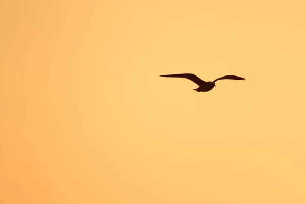 Silhuetas Gaivotas Voando Acima Pôr Sol Com Belo Fundo Laranja — Fotografia de Stock