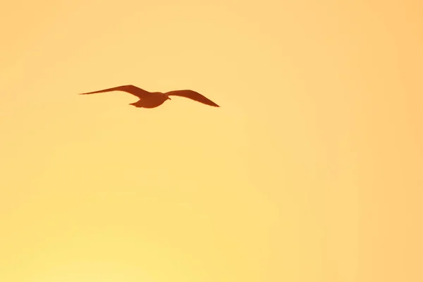 Σιλουέτες Από Γλάρους Που Πετούν Πάνω Από Ηλιοβασίλεμα Ένα Όμορφο — Φωτογραφία Αρχείου