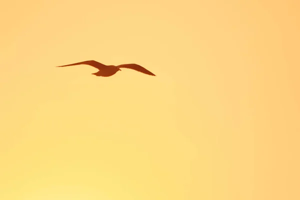 Silhouettes Seagulls Flying Sunset Beautiful Orange Background — Stock Photo, Image