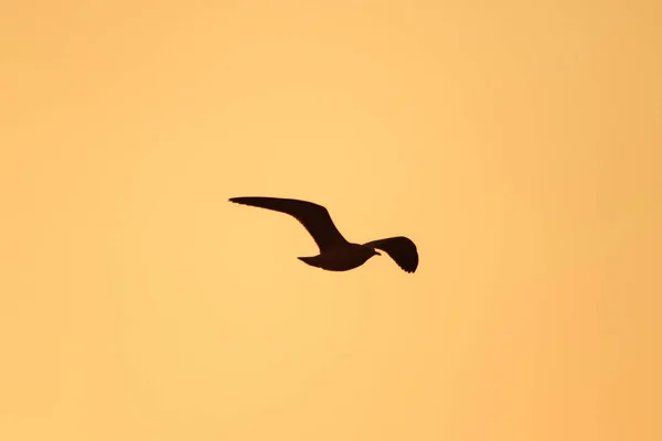 Nad Západem Slunce Létaly Siluety Racků Krásným Oranžovým Pozadím — Stock fotografie