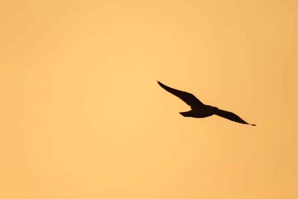 Silhuetter Måsar Som Flyger Ovanför Solnedgången Med Vacker Orange Bakgrund — Stockfoto