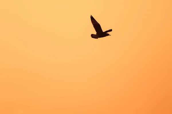 Silhouettes Seagulls Flying Sunset Beautiful Orange Background — Stock Photo, Image