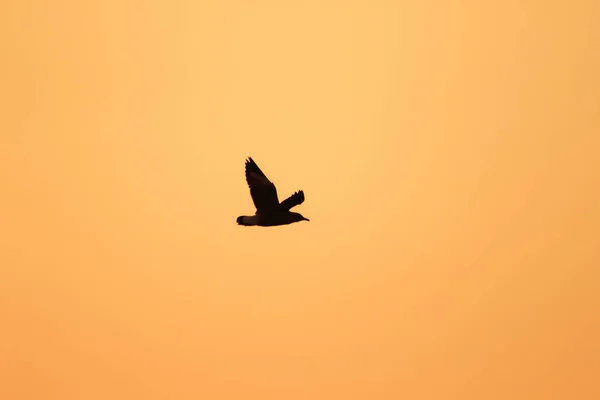 Silhouettes Mouettes Volant Dessus Coucher Soleil Avec Beau Fond Orange — Photo