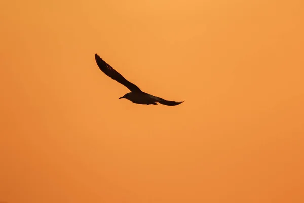 Auringonlaskun Yllä Lentäviä Lokkeja Kaunis Oranssi Tausta — kuvapankkivalokuva