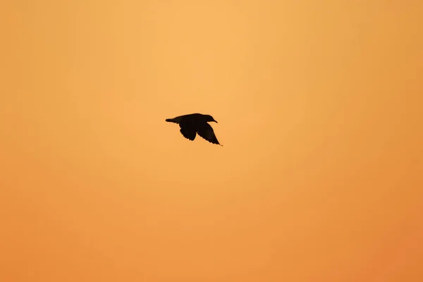 Silhouette Gabbiani Che Volano Sopra Tramonto Con Bellissimo Sfondo Arancione — Foto Stock