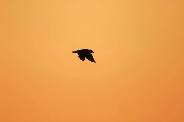 Silhouettes Seagulls Flying Sunset Beautiful Orange Background — Stock Photo, Image