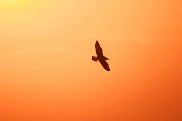 Silhouetten Van Meeuwen Die Boven Zonsondergang Vliegen Met Een Prachtige — Stockfoto