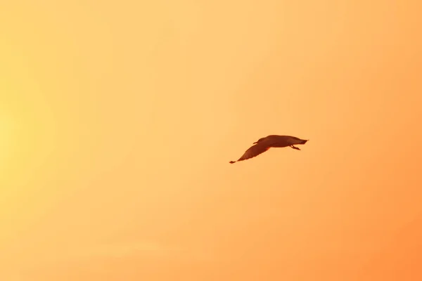 Silhuetas Gaivotas Voando Acima Pôr Sol Com Belo Fundo Laranja — Fotografia de Stock